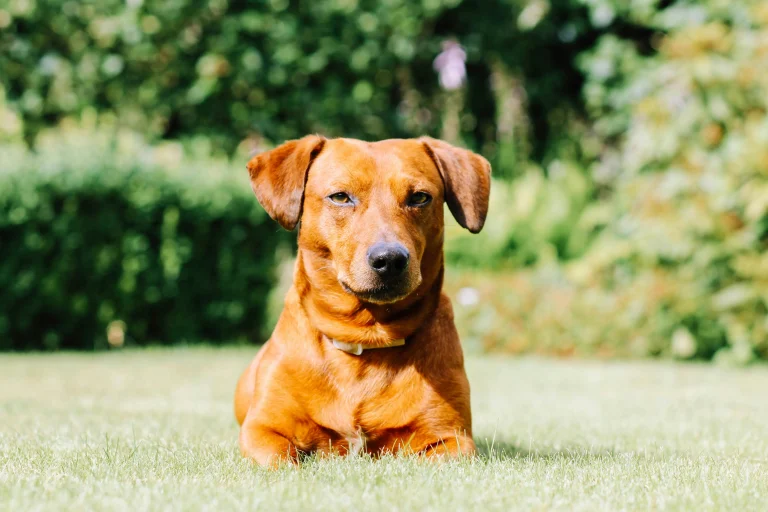 Characteristics of Dachshund Dog