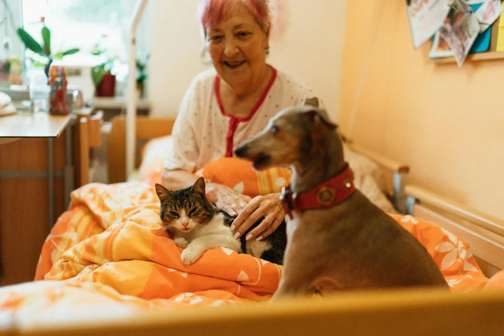 Compatibility with other pets for Dachshund