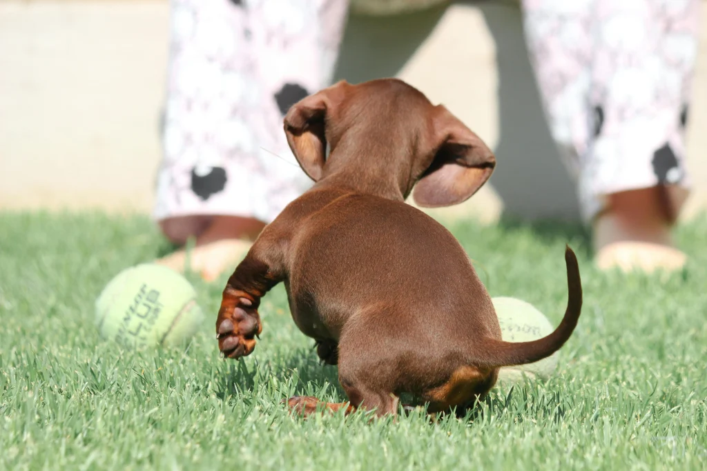 Dachshund being playful