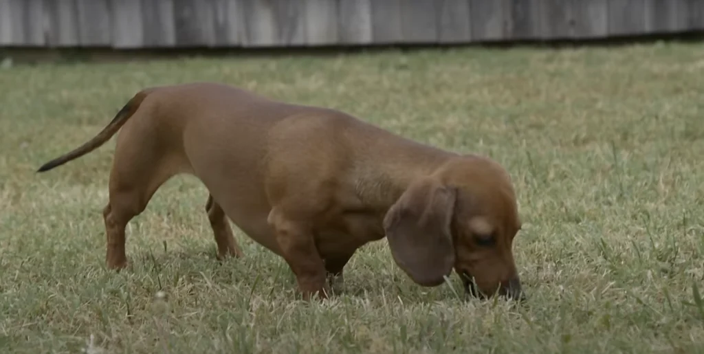 Dachshund training