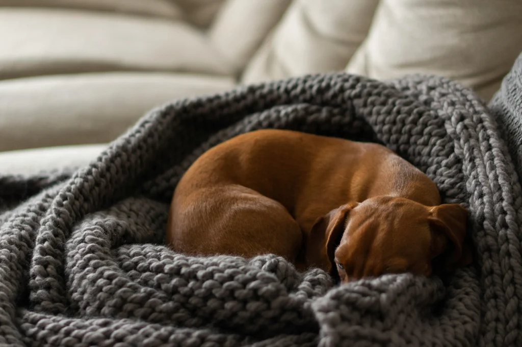 Dachshund Grooming