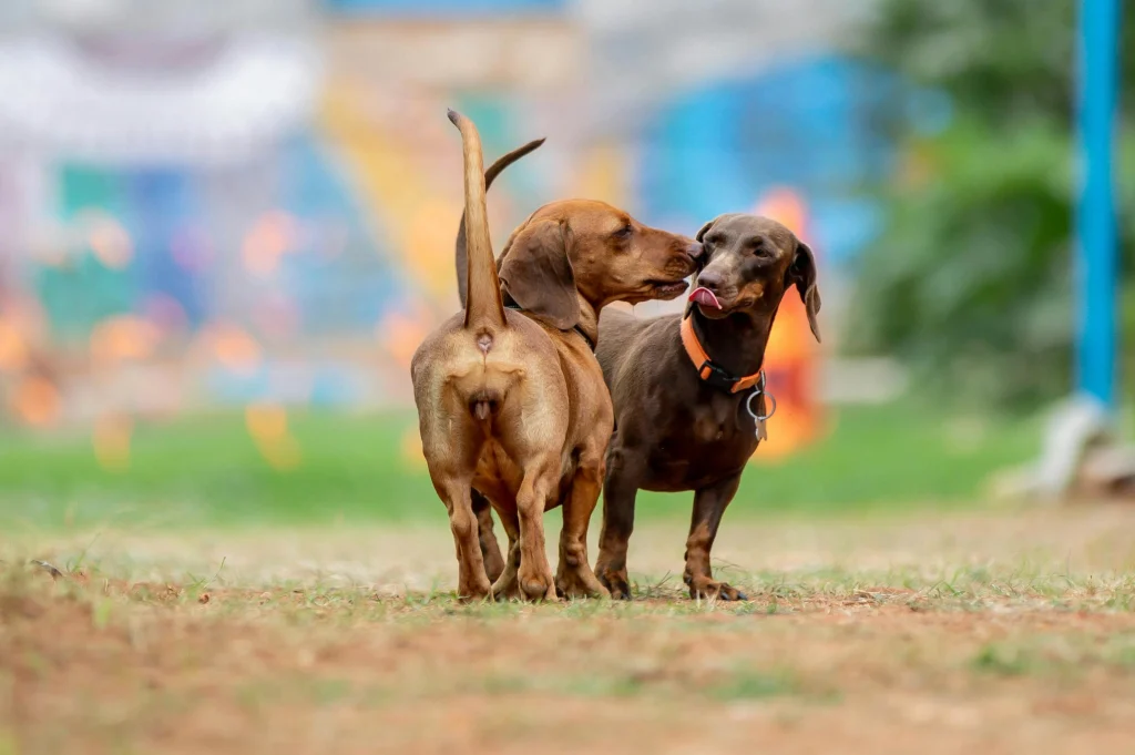 Dachshund with other pets