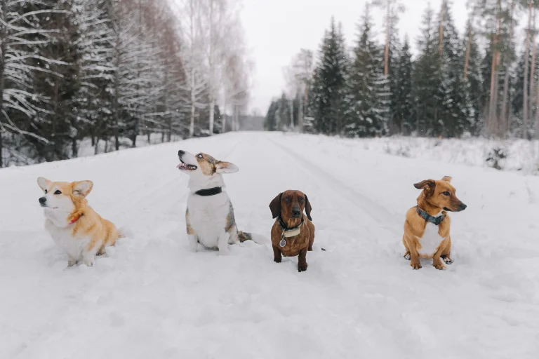 Difference in Dachshund Personality Types