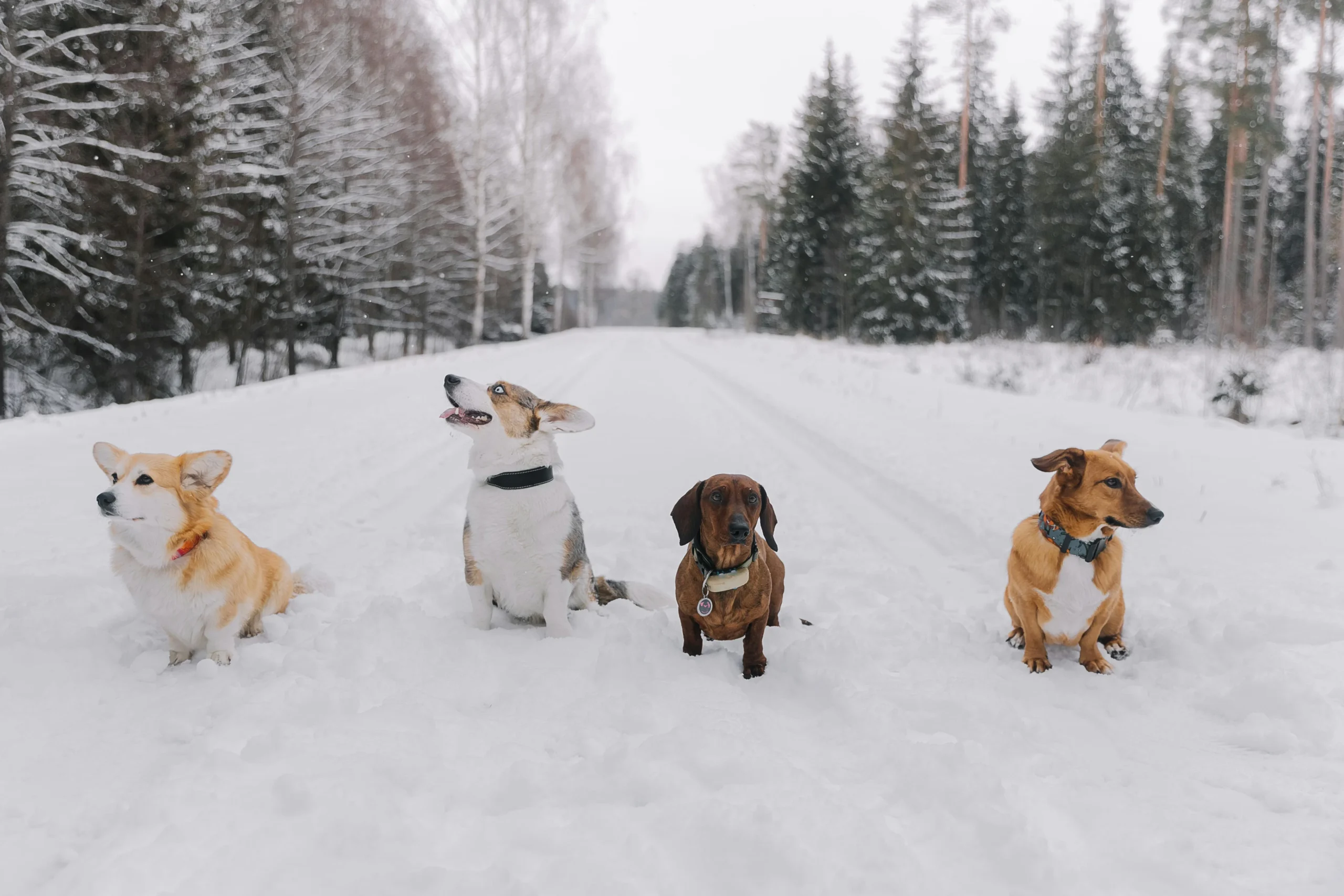 Difference in Dachshund Personality Types