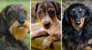 Differences in coat types for Dachshund