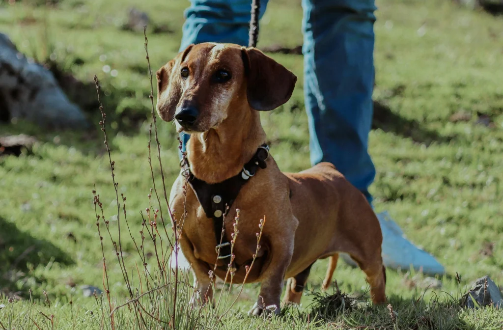 Exercises for Dachshund