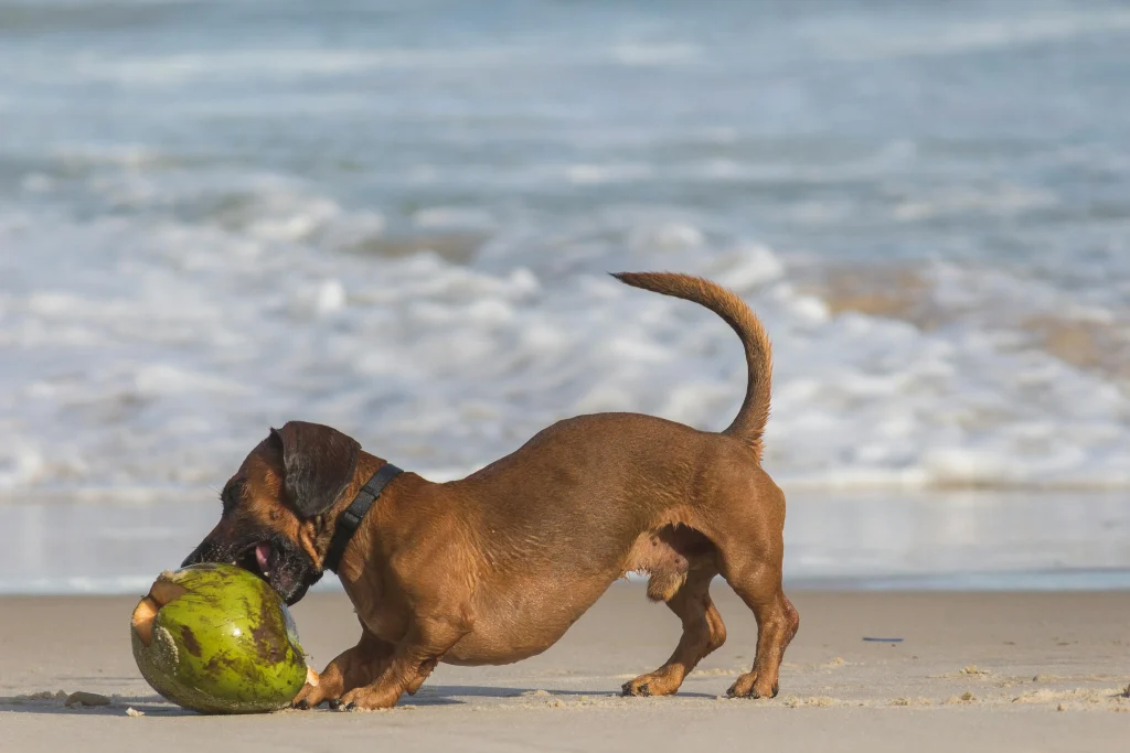 how big are dachshund dogs
