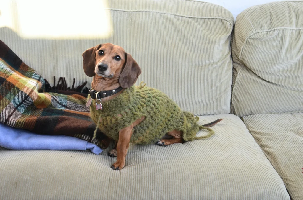 Introduction to Dachshund
