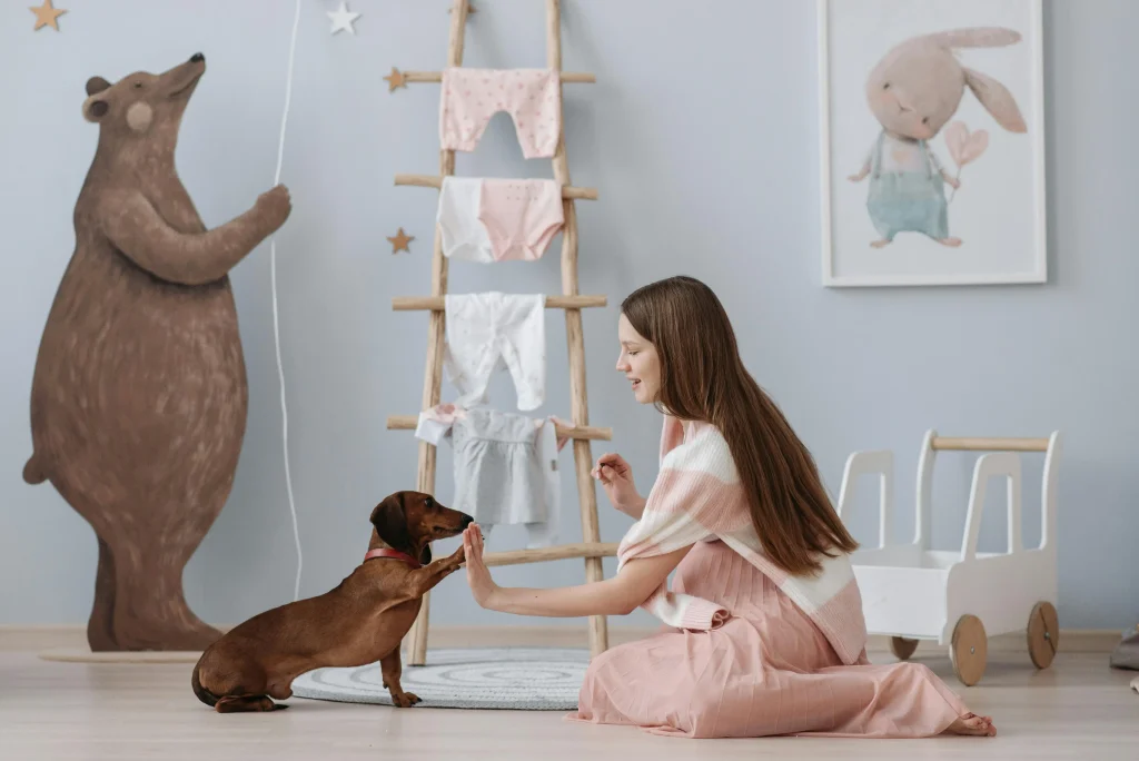 Introduction to Dachshund in your life