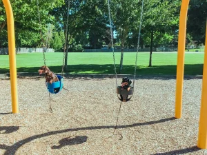 Life with a dachshund featured image