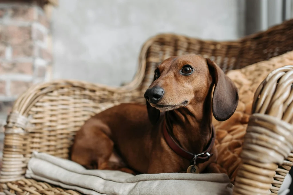 Living space requirements for Dachshund