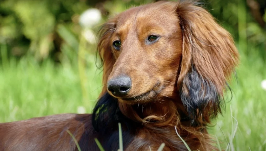 Long hair dachshund coat type