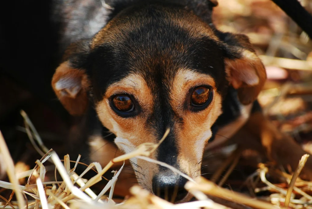Loyalty of Dachshund