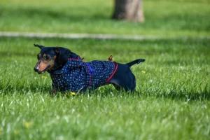 Miniature vs Standard Dachshund