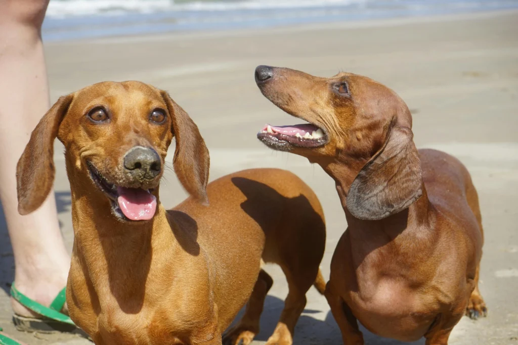Personalities of dachshund