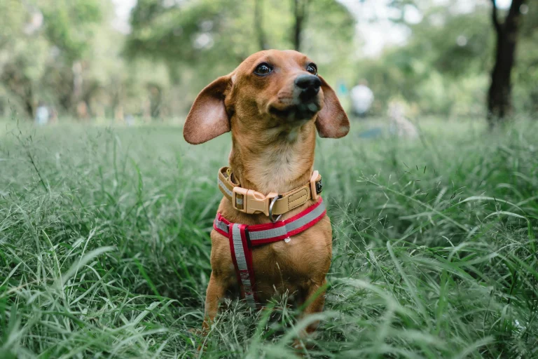 Recognizing Dachshund Breed Featured image
