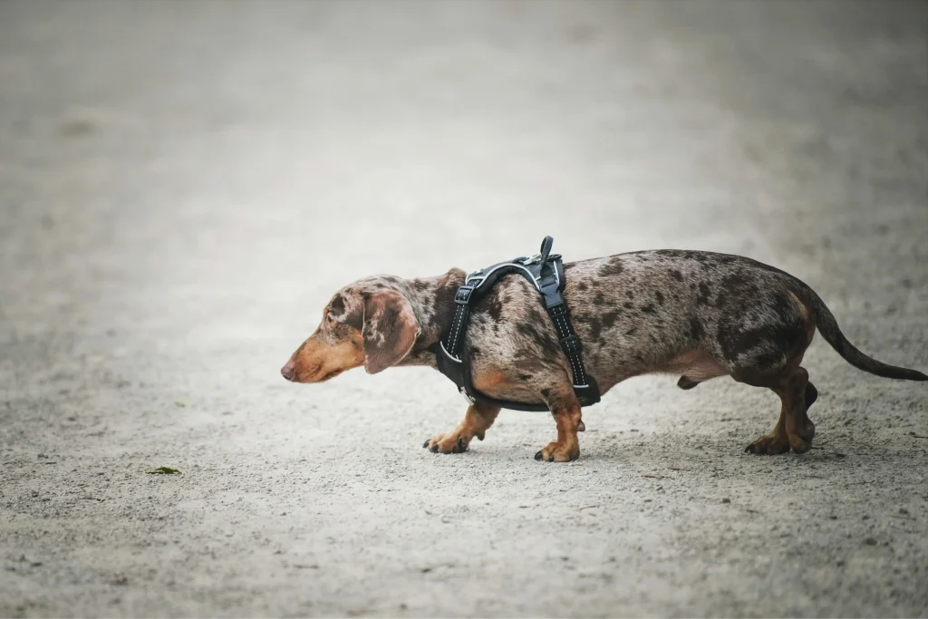 Training a Dachshund