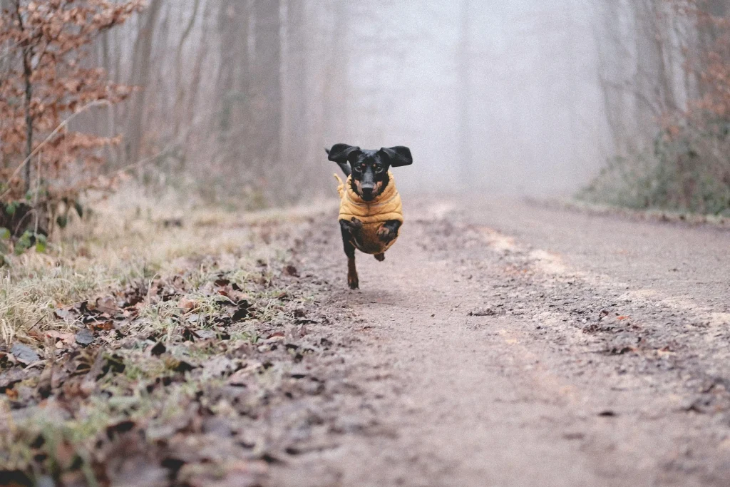 Training your dachshund