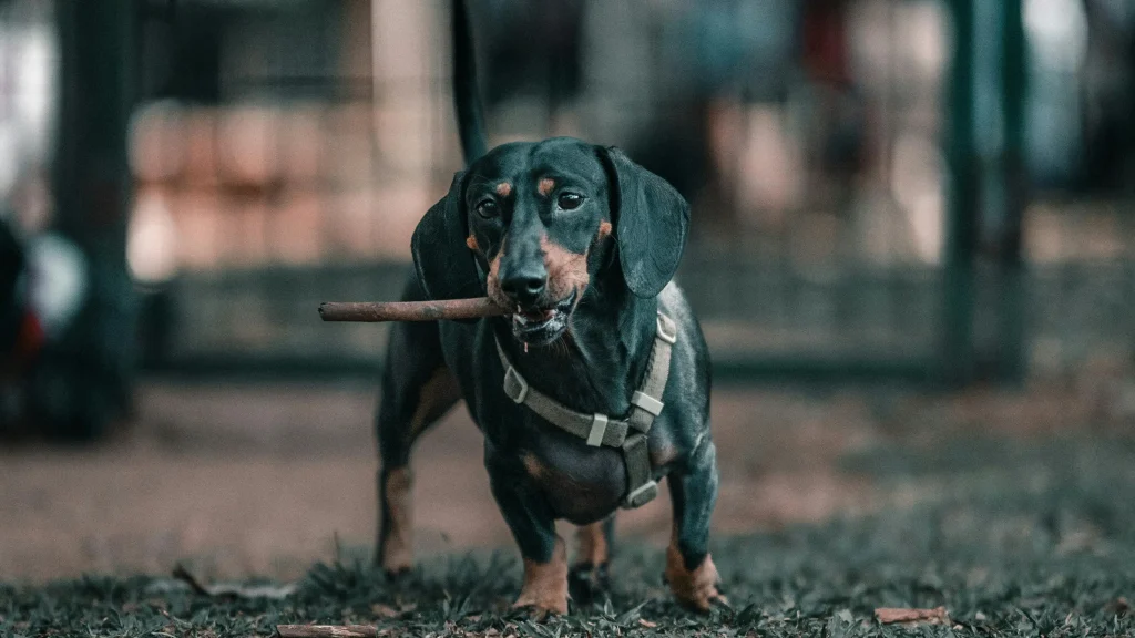 What do Dachshund like to eat?