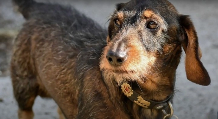 Wire hair dachshund coat type
